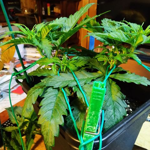 Pepsi critical kush growlog timeline photo