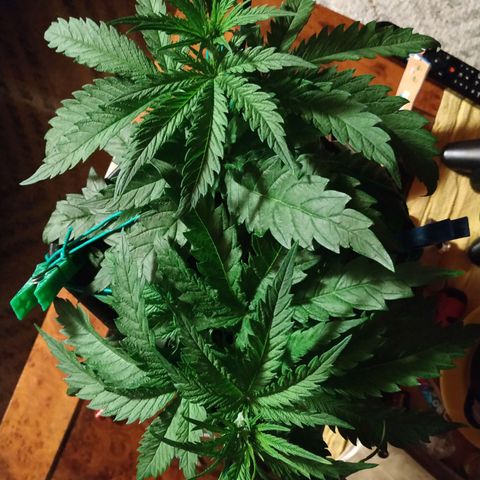 Pepsi critical kush growlog timeline photo