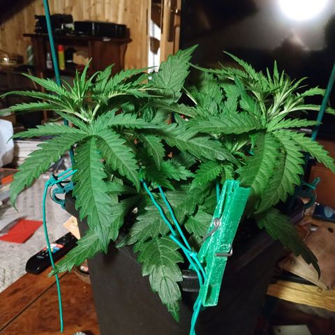Pepsi critical kush growlog timeline photo
