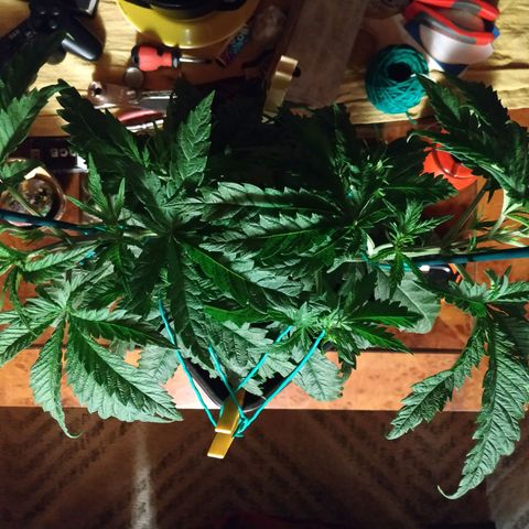 Ava Gardner critical kush growlog timeline photo