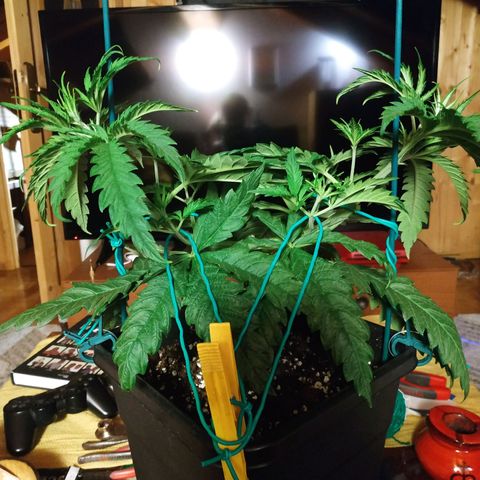 Ava Gardner critical kush growlog timeline photo