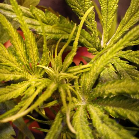 Ava Gardner critical kush growlog timeline photo