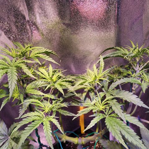 Ava Gardner critical kush growlog timeline photo