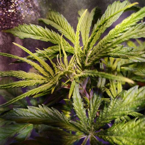 Ava Gardner critical kush growlog timeline photo