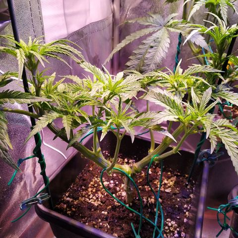 Pepsi critical kush growlog timeline photo