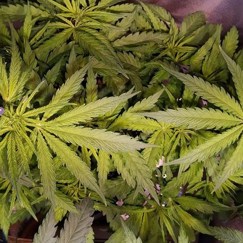 Pepsi critical kush growlog timeline photo