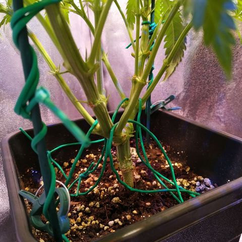 Pepsi critical kush growlog timeline photo