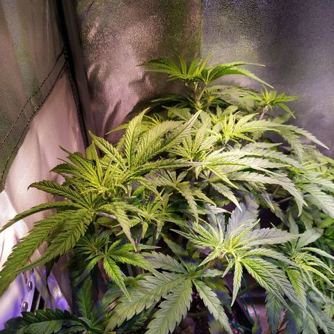 Ava Gardner critical kush growlog timeline photo