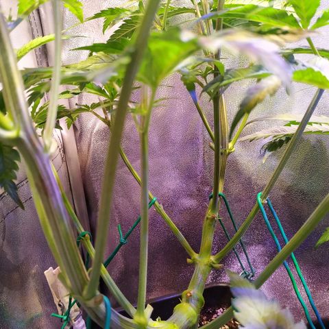 Ava Gardner critical kush growlog timeline photo