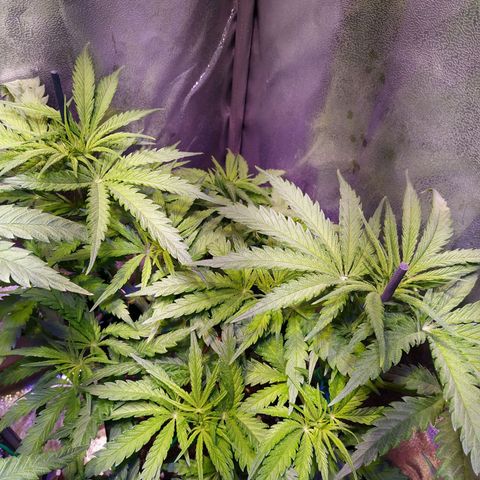 Pepsi critical kush growlog timeline photo