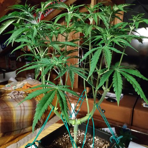 Ava Gardner critical kush growlog timeline photo