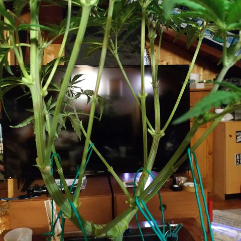Ava Gardner critical kush growlog timeline photo