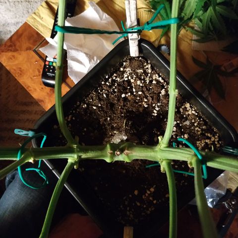 Ava Gardner critical kush growlog timeline photo