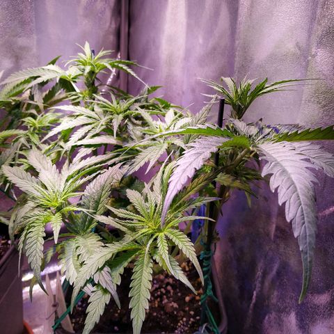 Pepsi critical kush growlog timeline photo