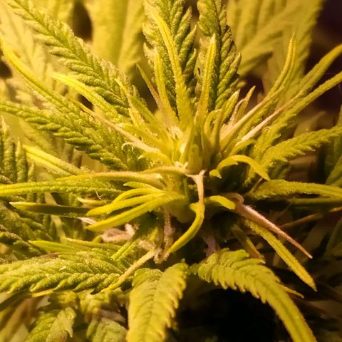 Ava Gardner critical kush growlog timeline photo
