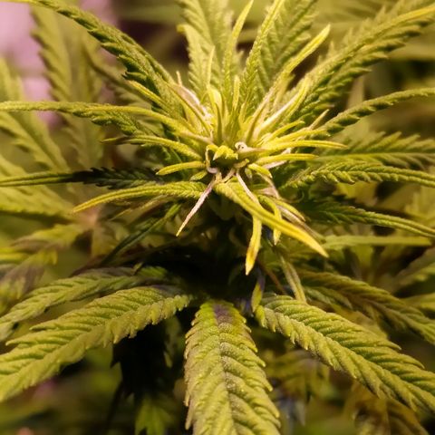 Ava Gardner critical kush growlog timeline photo