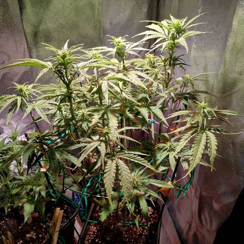 Ava Gardner critical kush growlog timeline photo