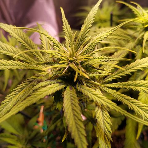 Ava Gardner critical kush growlog timeline photo