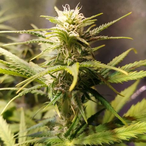 Ava Gardner critical kush growlog timeline photo