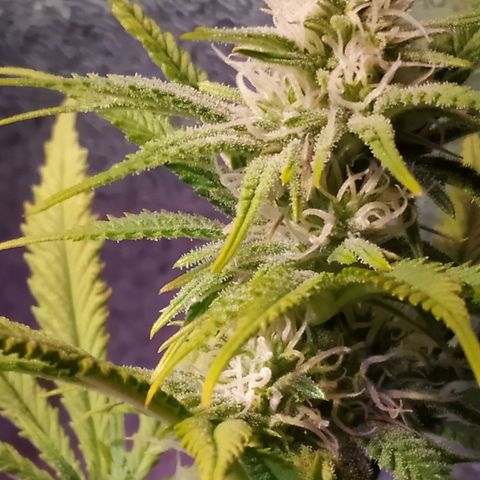 Ava Gardner critical kush growlog timeline photo
