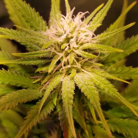 Ava Gardner critical kush growlog timeline photo