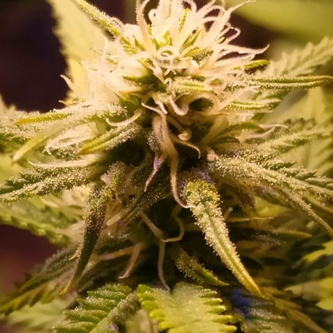 Pepsi critical kush growlog timeline photo