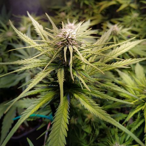 Pepsi critical kush growlog timeline photo