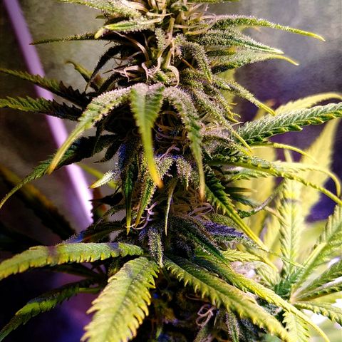 Ava Gardner critical kush growlog timeline photo