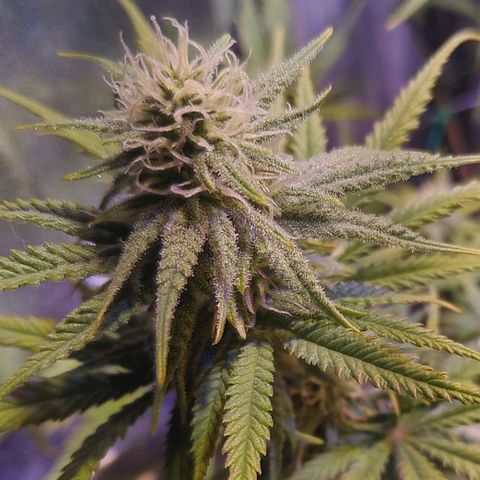 Ava Gardner critical kush growlog timeline photo