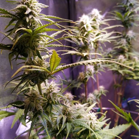 Ava Gardner critical kush growlog timeline photo