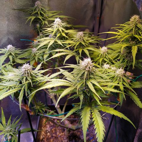 Pepsi critical kush growlog timeline photo