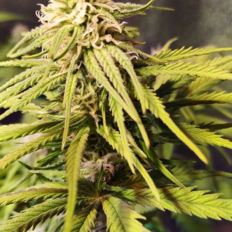 Pepsi critical kush growlog timeline photo