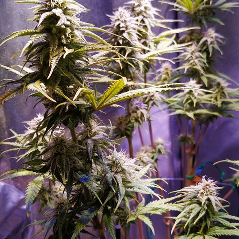 Ava Gardner critical kush growlog timeline photo