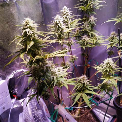 Ava Gardner critical kush growlog timeline photo