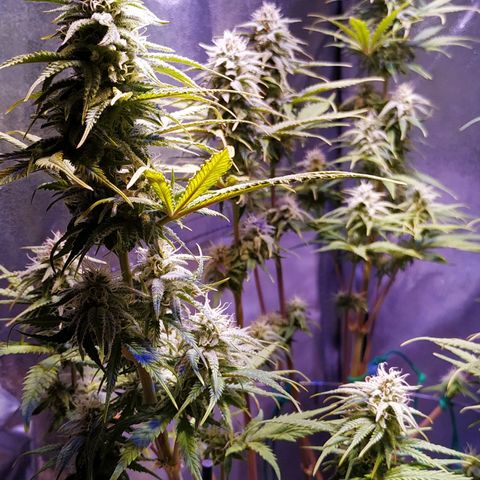 Ava Gardner critical kush growlog timeline photo