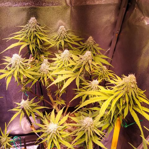 Pepsi critical kush growlog timeline photo