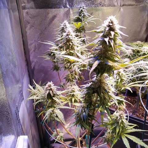 Ava Gardner critical kush growlog timeline photo