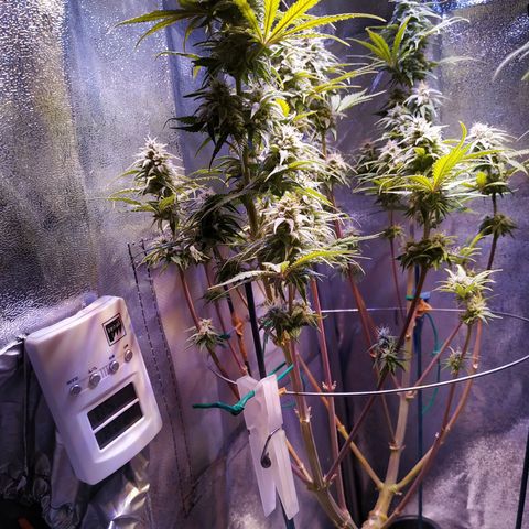 Ava Gardner critical kush growlog timeline photo
