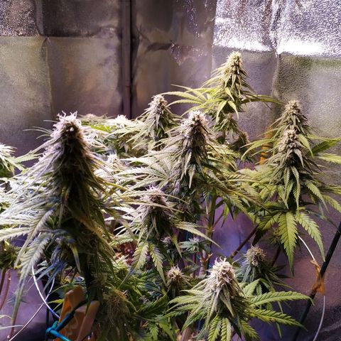 Pepsi critical kush growlog timeline photo