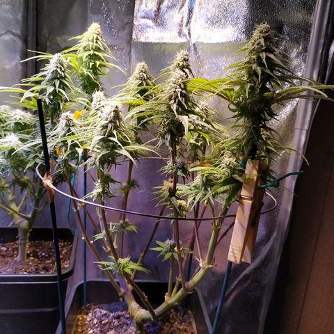 Pepsi critical kush growlog timeline photo