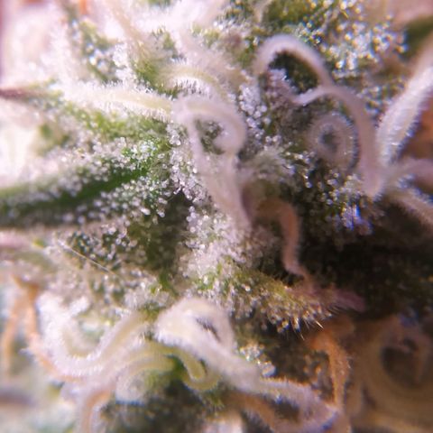 Ava Gardner critical kush growlog timeline photo