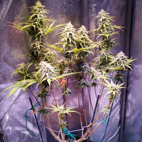 Ava Gardner critical kush growlog timeline photo