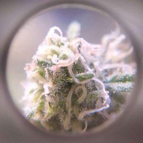 Pepsi critical kush growlog timeline photo
