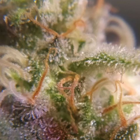 Ava Gardner critical kush growlog timeline photo