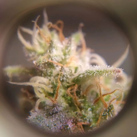 Ava Gardner critical kush growlog timeline photo