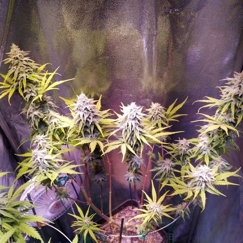 Ava Gardner critical kush growlog timeline photo