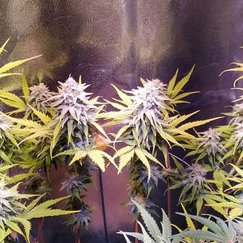 Ava Gardner critical kush growlog timeline photo