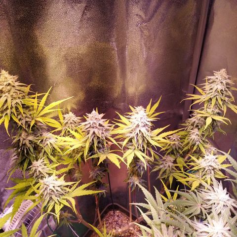 Ava Gardner critical kush growlog timeline photo