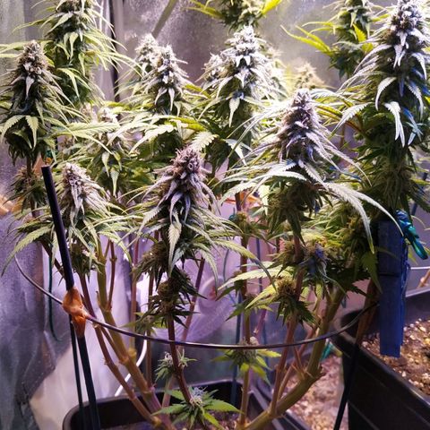 Pepsi critical kush growlog timeline photo