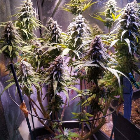 Pepsi critical kush growlog timeline photo